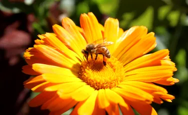 Pierderea biodiversității amenință direct sănătatea oamenilor, arată un nou studiu: dispariția polenizatorilor afectează alimentația și veniturile