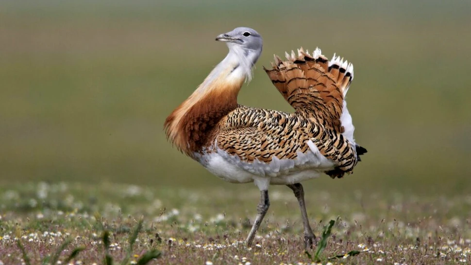 Dropia își tratează singură bolile folosind plante din medicina tradițională