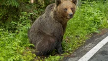 Un urs sălbatic a omorât o căprioară în Parcul Zoo din Târgu Mureș
