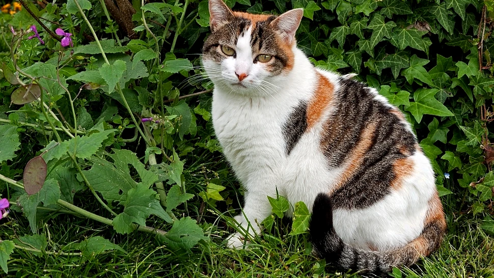 Cum ne-ar putea ajuta pisicile „tricolore” în lupta cu obezitatea?