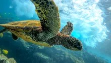O nouă lege garantează dreptul la viață pentru țestoasele marine din Panama