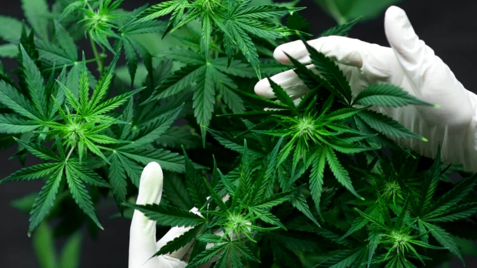 Stresul influențează consumul de cannabis nu doar la oameni, ci și la șobolani