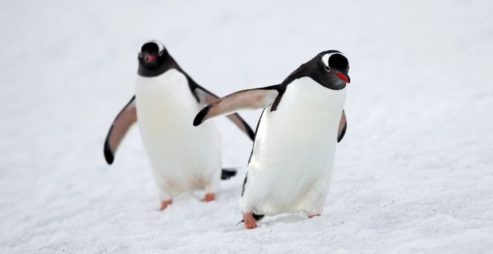 De ce nu le îngheaţă picioarele pinguinilor din Antarctica?