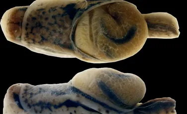 O nouă specie de semi-melc ne reamintește că evoluția este în plină desfășurare