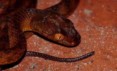 Şerpii australieni nu mai sunt cei mai periculoşi din lume