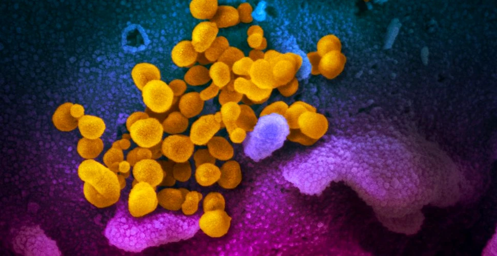 Cum arată coronavirusul din China care s-a răspândit în întreaga lume? Primele imagini obţinute de cercetători