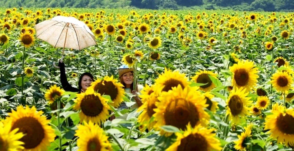 Floarea-soarelui, folosită în Japonia pentru decontaminarea solului de radiaţii