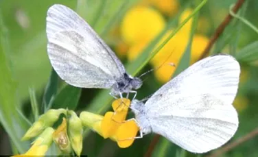 A fost descoperită o specie nouă de fluture