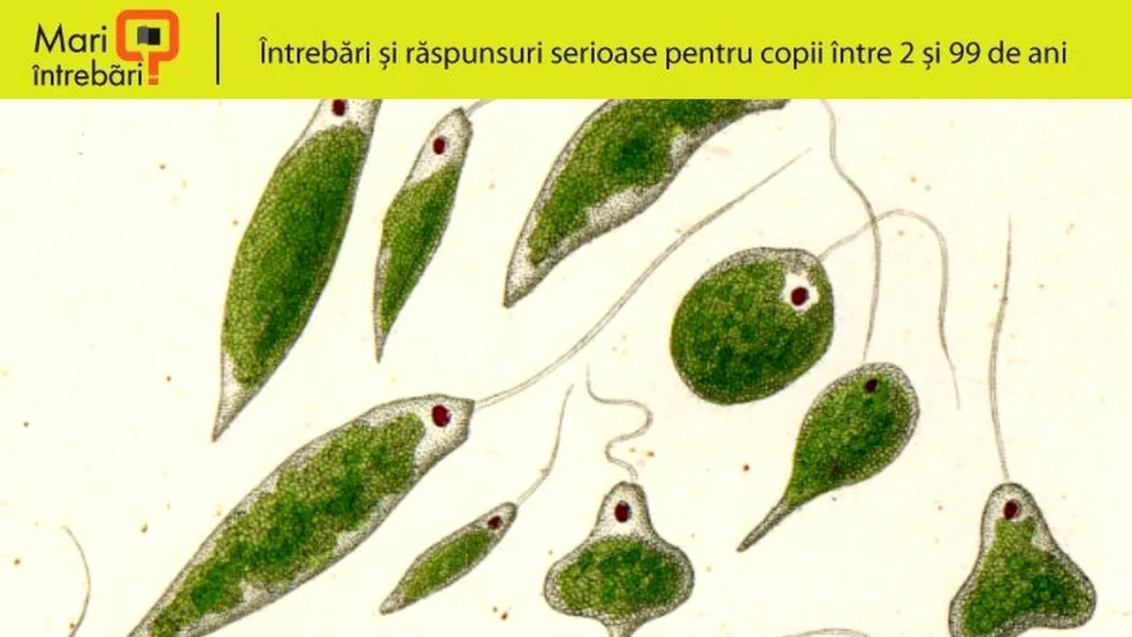 1-protozoare 