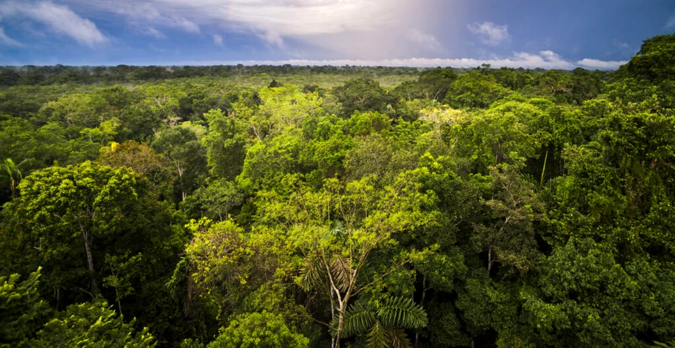 Ce efecte ar putea avea „savanizarea” Pădurii Amazoniene braziliene?