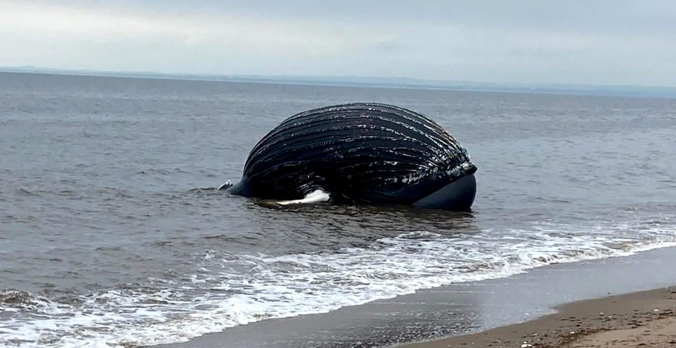 O balenă cu cocoașă, eșuată pe o plajă din New York, prezenta leziuni cauzate de om