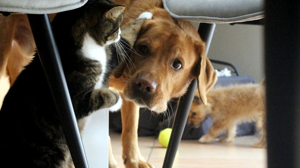 Ce animale de companie sunt mai inteligente? Câinii sau pisicile? Răspunsul oamenilor de ştiinţă