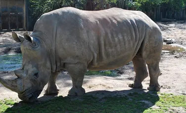 Sudan, ultimul mascul de rinocer alb, a murit. Mai există o singură soluţie pentru salvarea speciei