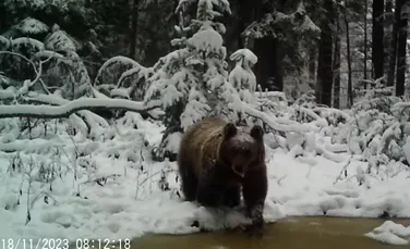 „Un urs însetat”, surprins pe camerele de monitorizare a faunei din Parcul Național Cheile Bicazului – Hășmaș