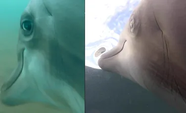 Ce s-a întâmplat după ce Marina SUA a atașat camere video de mai mulți delfini?