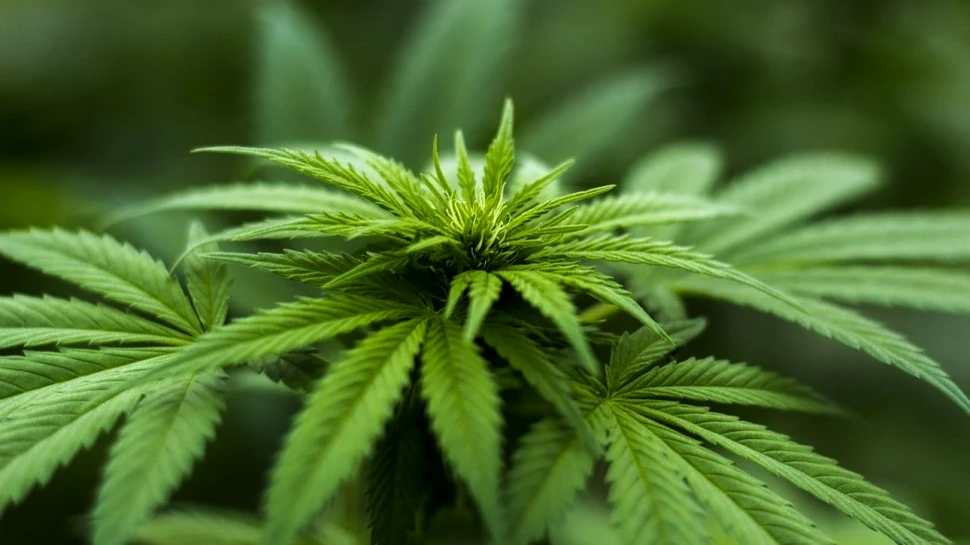 La doar două zile de la legalizare, stocurile de marijuana din Canada erau pe terminate