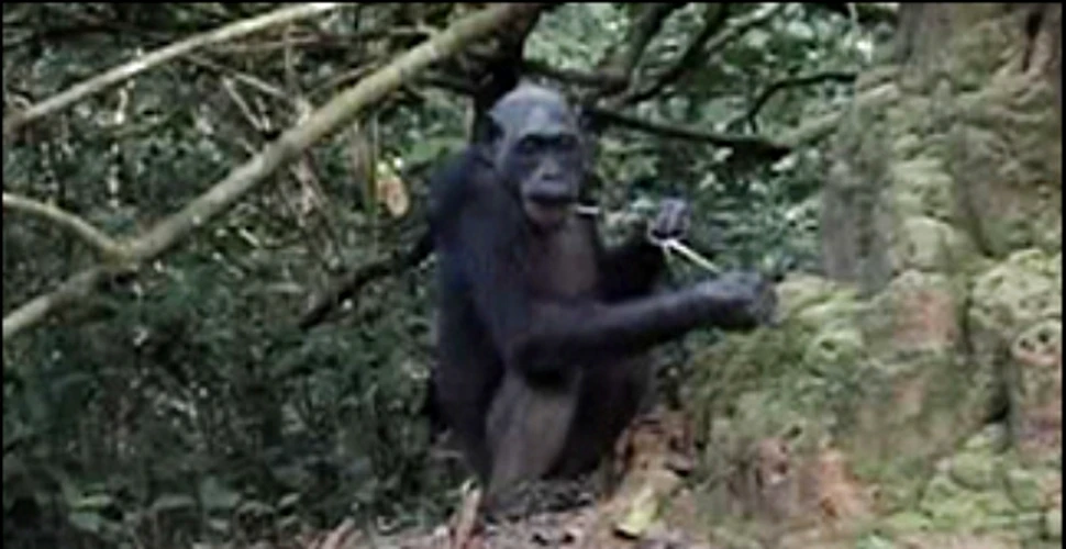 Cimpanzeii au inventat periuta de dinti