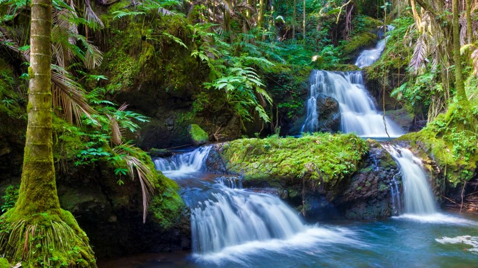 Dispariţia pădurilor tropicale poate duce la apariţia unei boli înfiorătoare