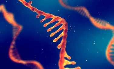 O singură proteină mutantă poate afecta atât imunitatea, cât și dezvoltarea creierului