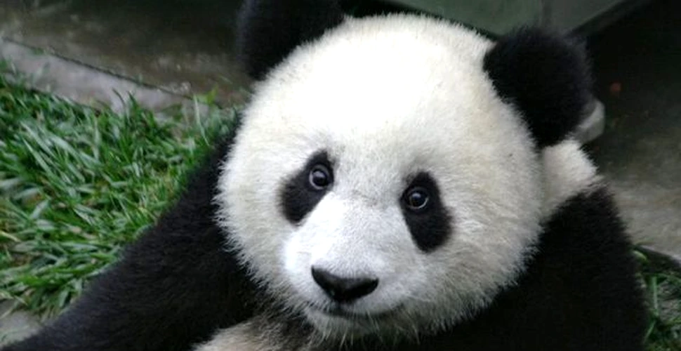 Ursii panda ar trebui lasati sa dispara, afirma un prezentator al BBC