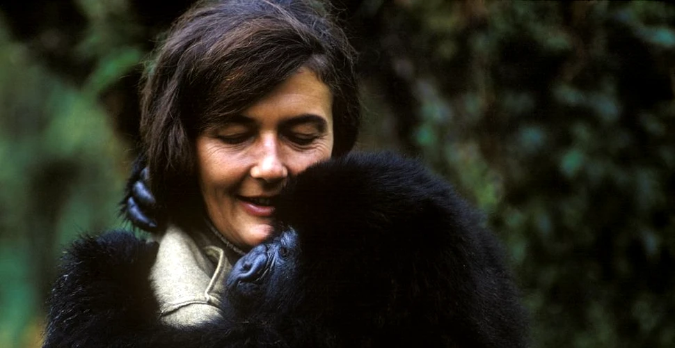 Dian Fossey: Dincolo de ceaţă. Omagiul adus de National Geographic primatologului