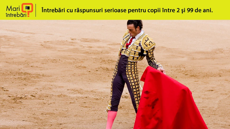 De ce taurii se înfurie la vederea culorii roşii?
