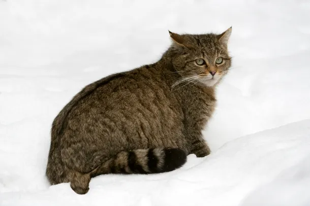 Motan de pisică sălbatică în zăpadă