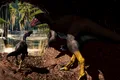 O fosilă veche de 99 de milioane de ani dezvăluie o nouă specie de dinozaur care trăia în vizuini