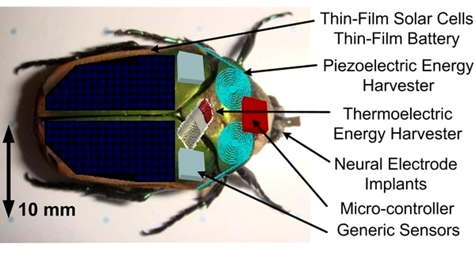 Insectele cyborg: la un pas de realitate