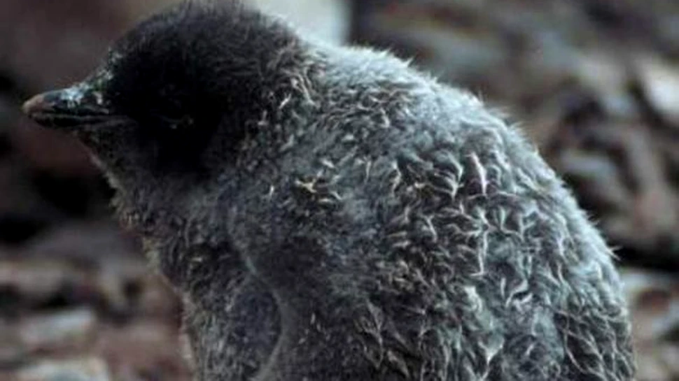 Populatia pinguinilor, amenintata cu extinctia