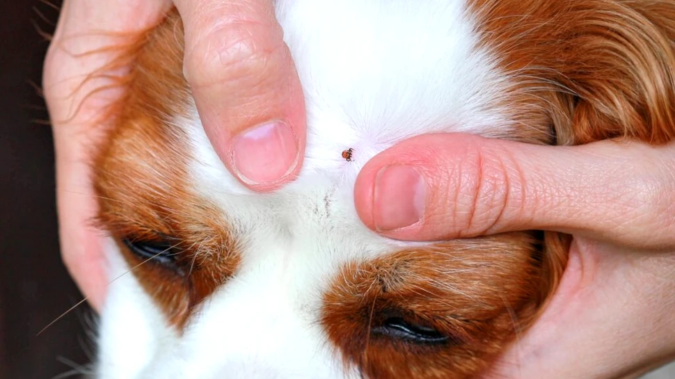 O nouă boală transmisă de căpușe descoperită la câini ar putea reprezenta un risc pentru oameni