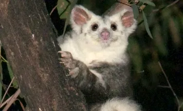 Noi specii de veveriță marsupială, descoperite în Australia: Biodiversitatea țării tocmai a devenit mai bogată