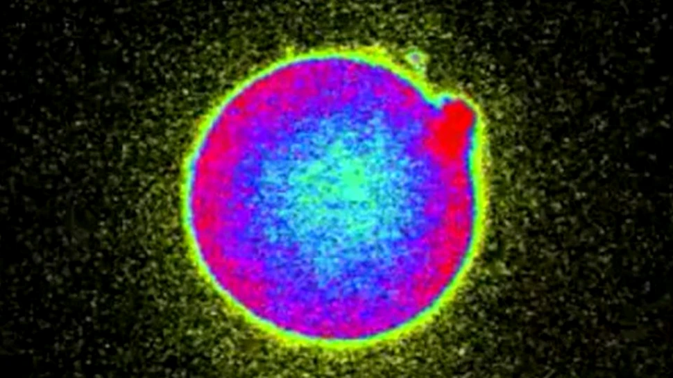 Geneticienii americani au descoperit un fenomen FASCINANT care are loc în timpul fertilizării ovulelor umane: ”Am descoperit scânteia” – VIDEO