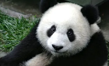 Ursii panda ar trebui lasati sa dispara, afirma un prezentator al BBC