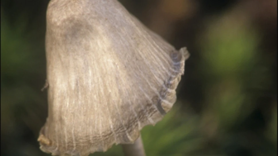 Au fost studiate efectele “ciupercilor magice”