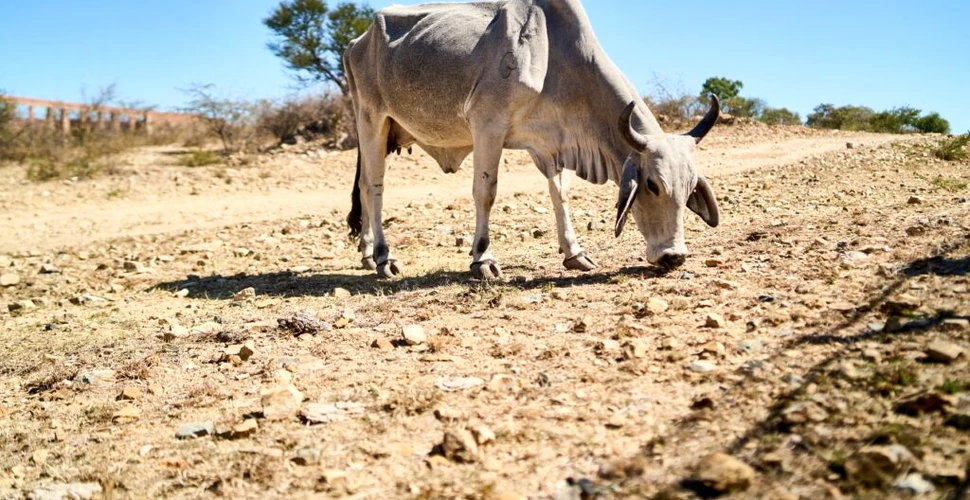 Seceta din Africa a făcut ravagii. Aproape 70 de milioane de oameni au nevoie de ajutor