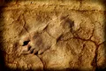 O rudă a omului surprinzător de înaltă, descoperită în fosile vechi de 1,4 milioane de ani