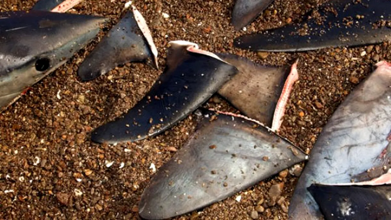 1-shark-fins-540x380 