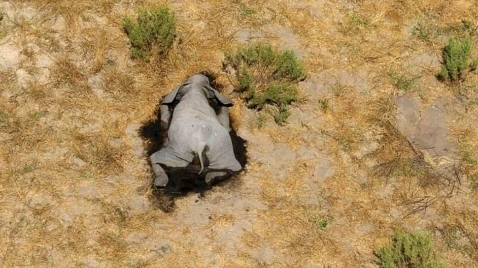 Sute de elefanți au murit recent și nimeni nu știe de ce s-a întâmplat asta