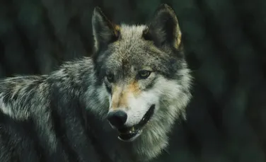 Populaţia de lupi de la ”rezervaţia naturală” de la Cernobîl se extinde şi poate transmite gene mutante