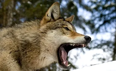 O haită de circa 400 de lupi terorizează un oraş din Rusia
