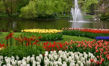 Parcul Keukenhof, cel mai impresionant paradis floral din lume. FOTO + VIDEO