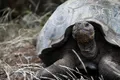 O specie de țestoasă uriașă, necunoscută științei până acum, a fost descoperită în Insulele Galapagos