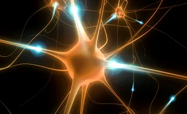 Cercetătorii descoperit un nou tip de conexiune între neuroni
