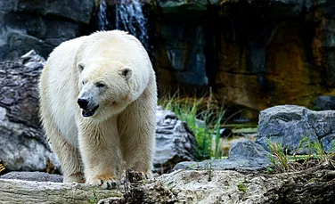 Alarmant! Urşii polari rămân fără hrană. Motivul pentru care patru ursoaice nu au putut prinde nicio focă timp de zece zile
