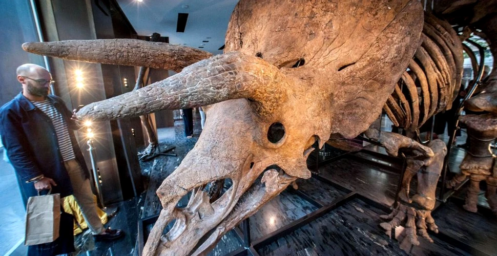 Suma pentru care s-a vândut Big John, cel mai mare dinozaur Triceratops