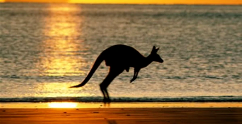 Animalele domestice distrug mediul australian
