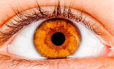 Descoperire surprinzătoare: vasele de sânge din ochi îţi dezvăluie IQ-ul şi capacitatea cognitivă