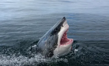 O influenceriţă, amendată după ce s-a filmat în timp ce gătea și mânca un mare rechin alb