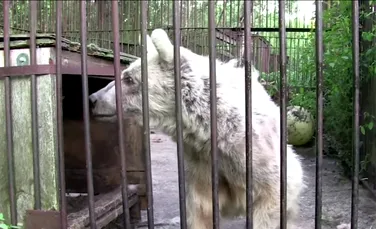 Transformarea incredibilă a ursului chinuit 30 de ani într-o grădină zoologică